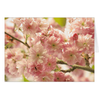 Kirschblüten
