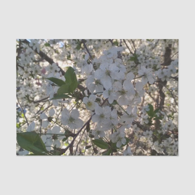 Kirschblüten 10lb Gewebepapier, weiß Seidenpapier (Vorderseite)