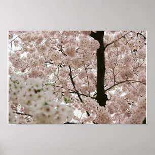 Kirschblüten 1 poster