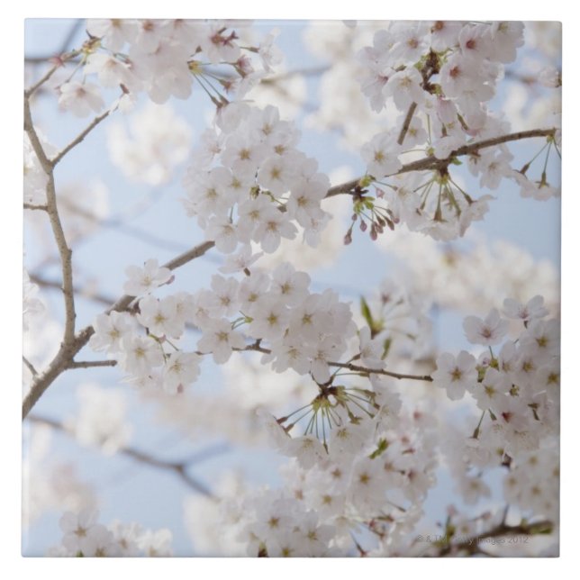 Kirschblüten 2 fliese (Vorderseite)