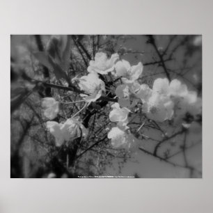 Kirschblüten am Himmel, schwarz-weiß Poster
