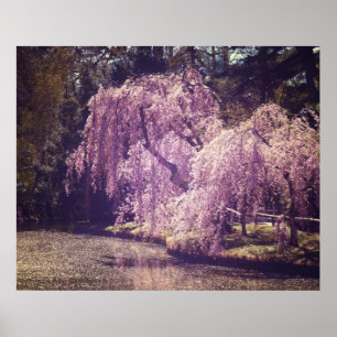 Kirschblüten auf Bäumen neben einem Teich, alle Gr Poster