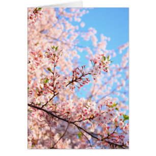 Kirschblüten auf japanischer Karte