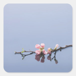 Kirschblüten auf Wasser Quadratischer Aufkleber