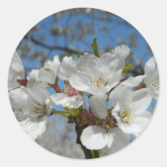 Kirschblüten-Aufkleber Runder Aufkleber (Vorderseite)