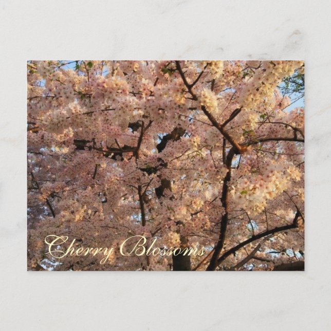 Kirschblüten-Baum-Postkarte Postkarte (Vorderseite)