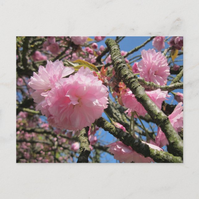 Kirschblüten, Blauer Himmel Postkarte (Vorderseite)