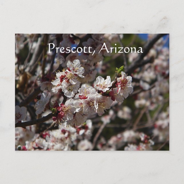 Kirschblüten blühen in Prescott, Arizona Postkarte (Vorderseite)