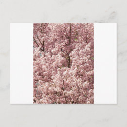 Kirschblüten Blume Bäume Natur Nationalparkgebiet Postkarte
