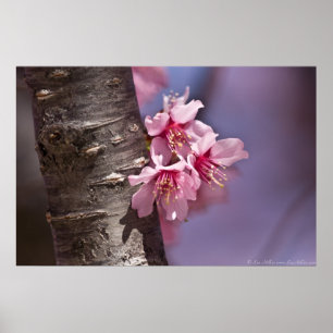 Kirschblüten, die sich gegen das Zweigplakat versc Poster