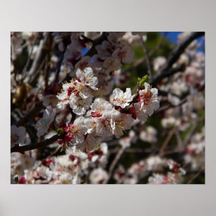 Kirschblüten-Druck Poster