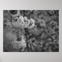 Kirschblüten drucken schwarz und weiß