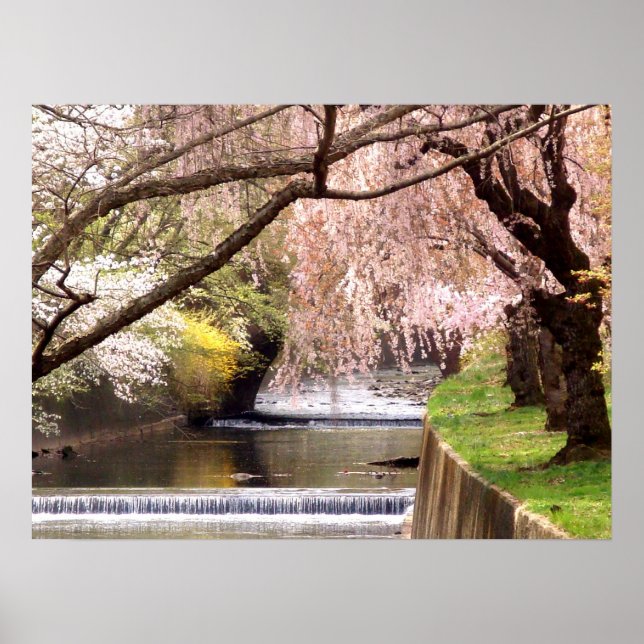 Kirschblüten durch den Mill Stream Poster (Vorne)
