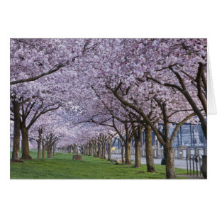 Kirschblüten entlang des Willamette-Flusses, USA