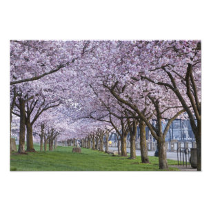 Kirschblüten entlang des Willamette-Flusses, USA Fotodruck