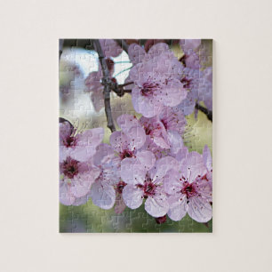 Kirschblüten erblassen - Rosa u. Weiß