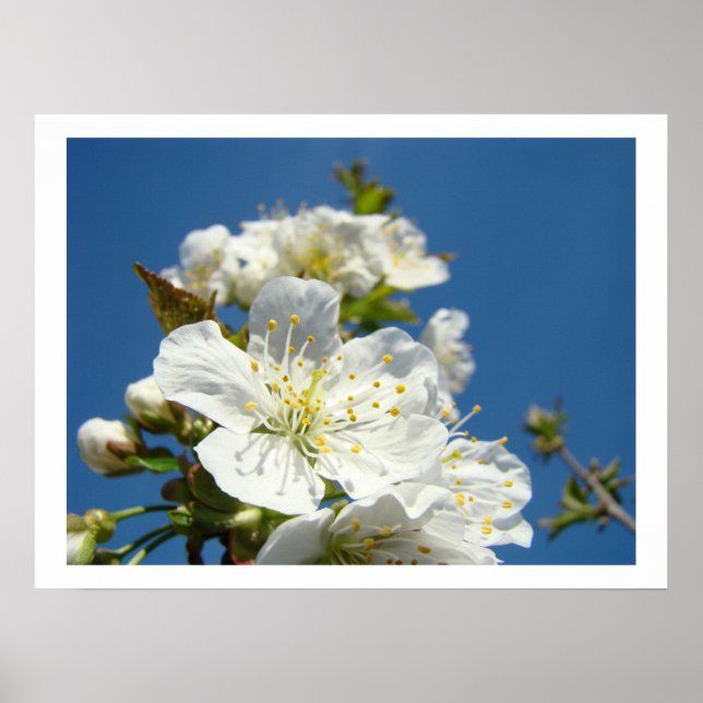 Kirschblüten Fine Art Drucke Frühlingsblauer Himme (Vorne)