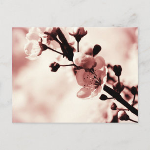 Kirschblüten, Frühlingsblüten, Natur Postkarte