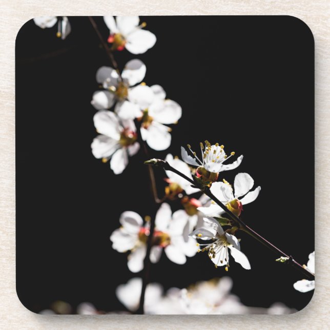 Kirschblüten Getränkeuntersetzer (Vorderseite)