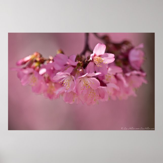 Kirschblüten Heiße Quellen 2012 Poster (Vorne)