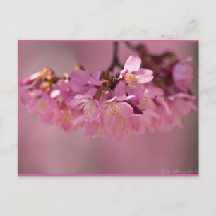 Kirschblüten-Heißes Quellen 2012 Bekleidung & Gesc Postkarte