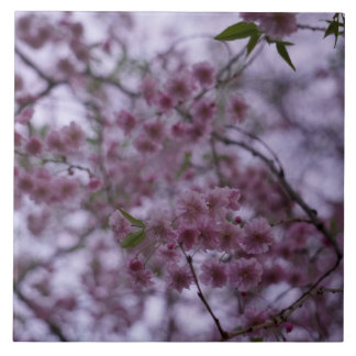 Kirschblüten im Brise 3D-Effekt Fliesen 6x6"