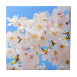 Kirschblüten im Frühling Fliese