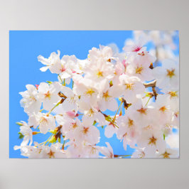 Kirschblüten im Frühling Poster