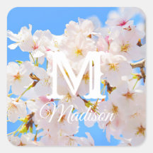Kirschblüten im Frühling