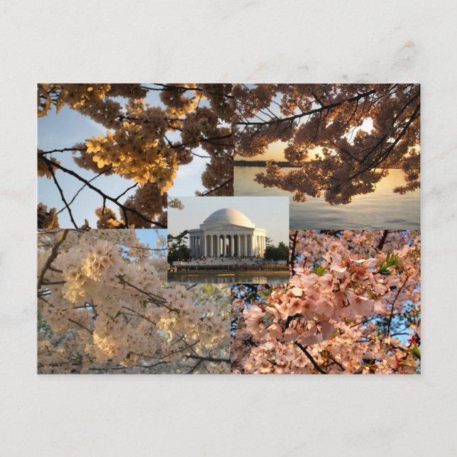 Kirschblüten im Gezeitenbecken der DC Postkarte (Vorderseite)
