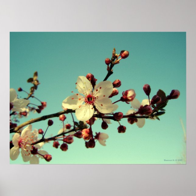 Kirschblüten im Himmel-Poster Poster (Vorne)
