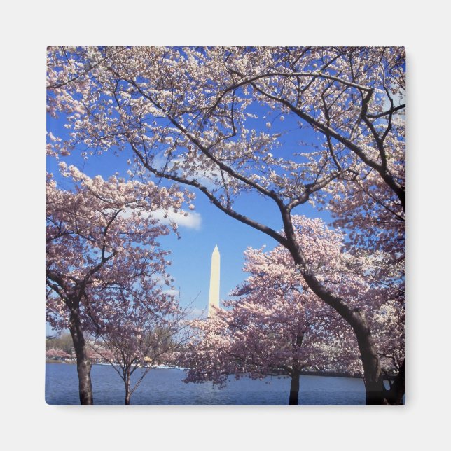 Kirschblüten im Kühlschrankmagnet Washington DC (Vorne)