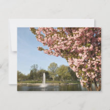 Kirschblüten im Lincoln Park