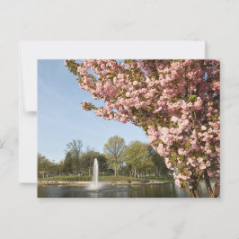 Kirschblüten im Lincoln Park Postkarte