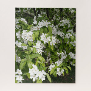 Kirschblüten im Schatten und im Licht