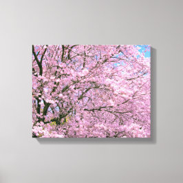 Kirschblüten in Blüte Leinwanddruck