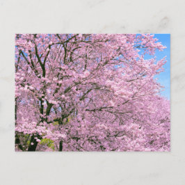 Kirschblüten in Blüte Postkarte