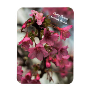 Kirschblüten in Hawaii Magnet