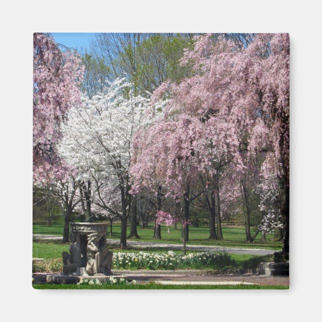 Kirschblüten in Philadelphia Magnet (Vorne)