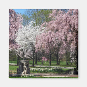 Kirschblüten in Philadelphia-Magneten Magnet