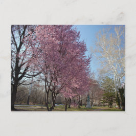 Kirschblüten in Philadelphia Postcard Postkarte