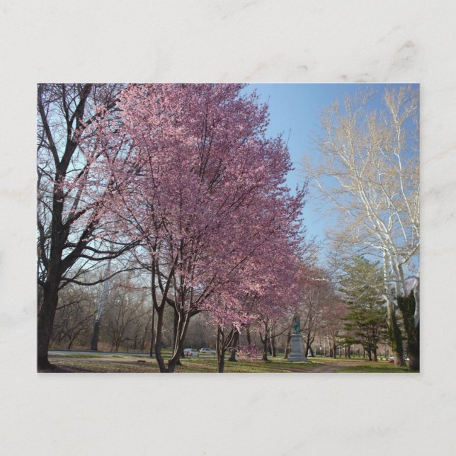 Kirschblüten in Philadelphia Postcard Postkarte (Vorderseite)