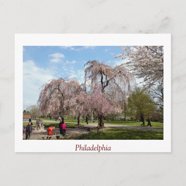 Kirschblüten in Philadelphia Postkarte (Vorderseite)