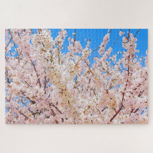 Kirschblüten in Vollblut