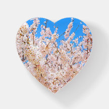 Kirschblüten in Vollblut