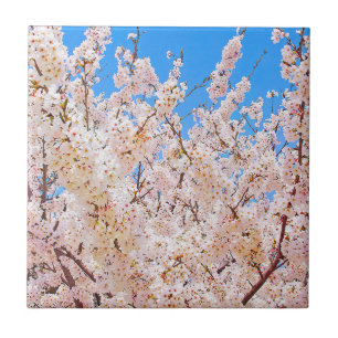Kirschblüten in Vollblut Fliese
