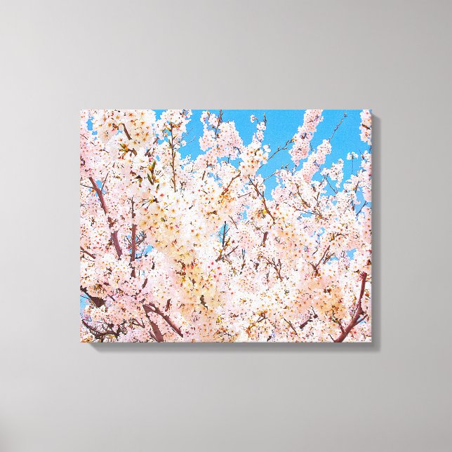 Kirschblüten in voller Blüte Leinwanddruck (Vorderseite)
