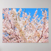 Kirschblüten in voller Blüte