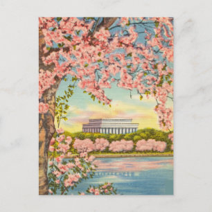 Kirschblüten in Washington D.C. Postkarte