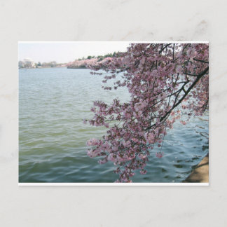 Kirschblüten in Washington D.C. Postkarte